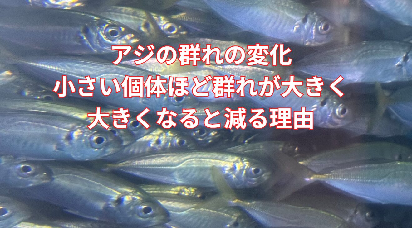 アジの群れの変化｜小さい個体ほど群れが大きく、大きくなると減る理由。釣太郎