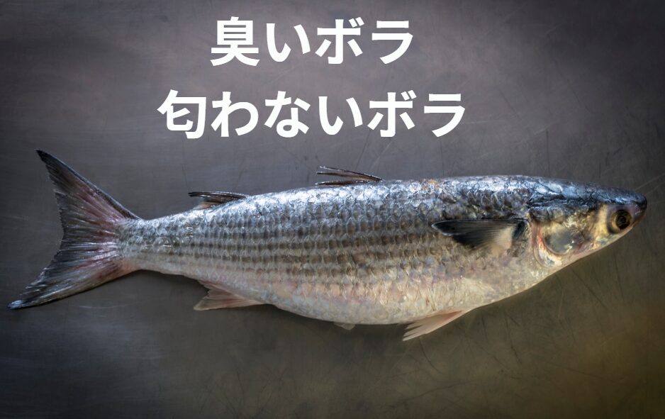 ドス黒いボラは臭いが、銀色の綺麗なボラは匂いわない。この理由説明。釣太郎