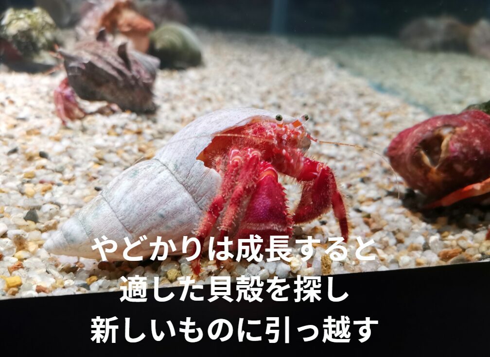 ヤドカリの生態と特徴紹介。釣太郎