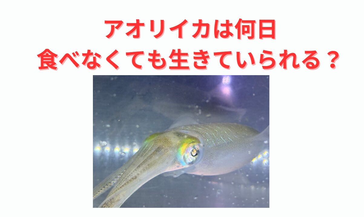 エサを食べなくてアオリイカはどれくらい生きれるのか。釣太郎
