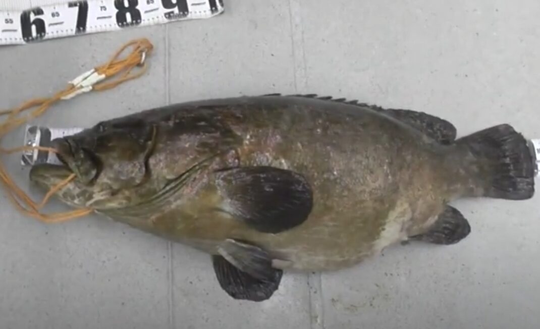 クエの成長一覧表。天然と養殖では大きく異なります。釣太郎