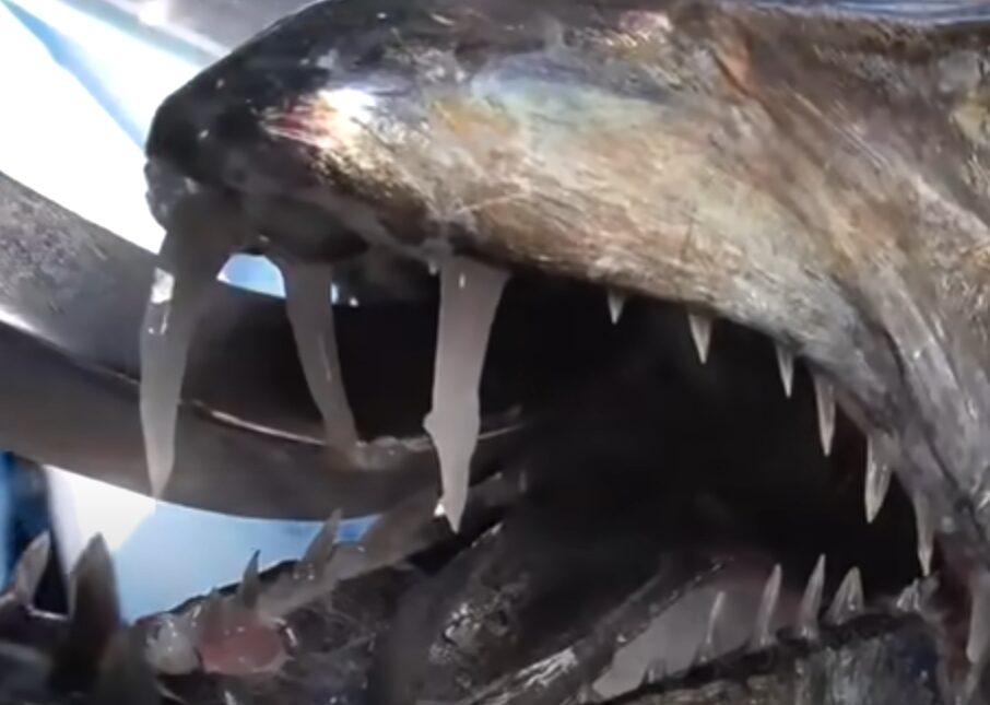 タチウオ（太刀魚）は仲間でも食べる。釣太郎