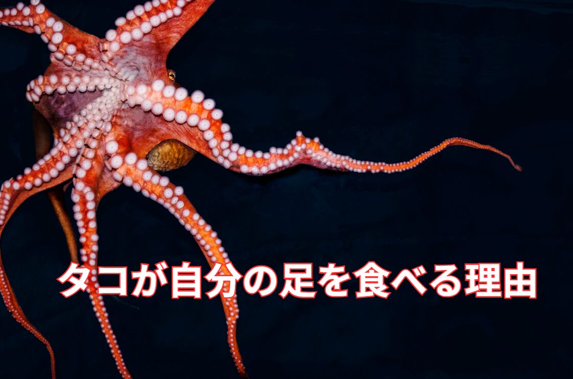 タコはストレスを感じると、自分の足を噛みちぎってしまうことがある、釣太郎