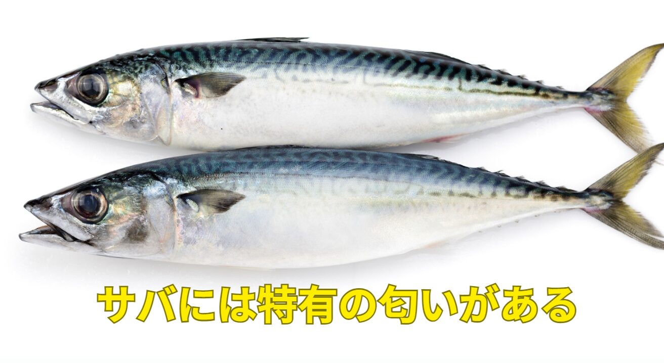 サバは独特の風味・強い脂・ヒスタミンの影響があり、体質的に合わない人もいる。釣太郎