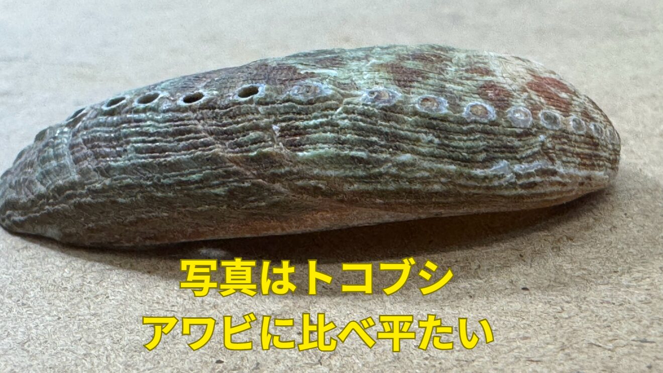 トコブシはアワビのように高さななく、平たい。床に伏すので床節。釣太郎