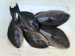 2月下旬、水温17度台の和歌山南紀での寒グレ（口太グレ）釣り攻略方法。釣太郎