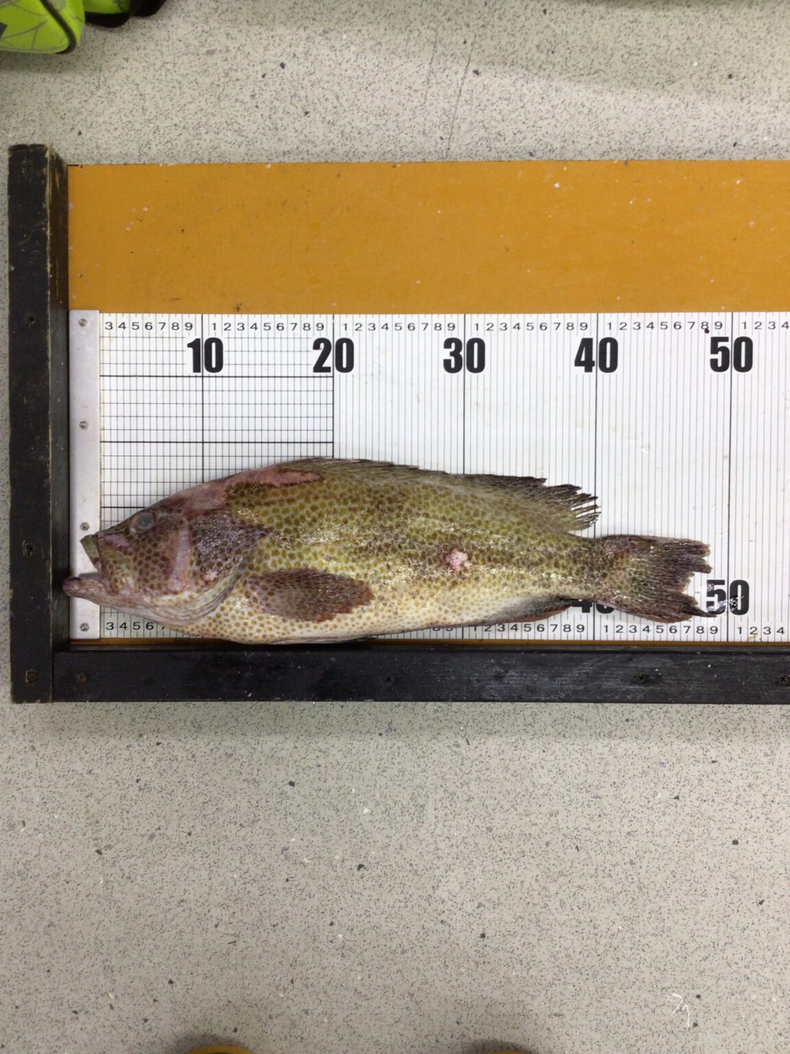 南紀地方に多いオオモンハタ。釣太郎