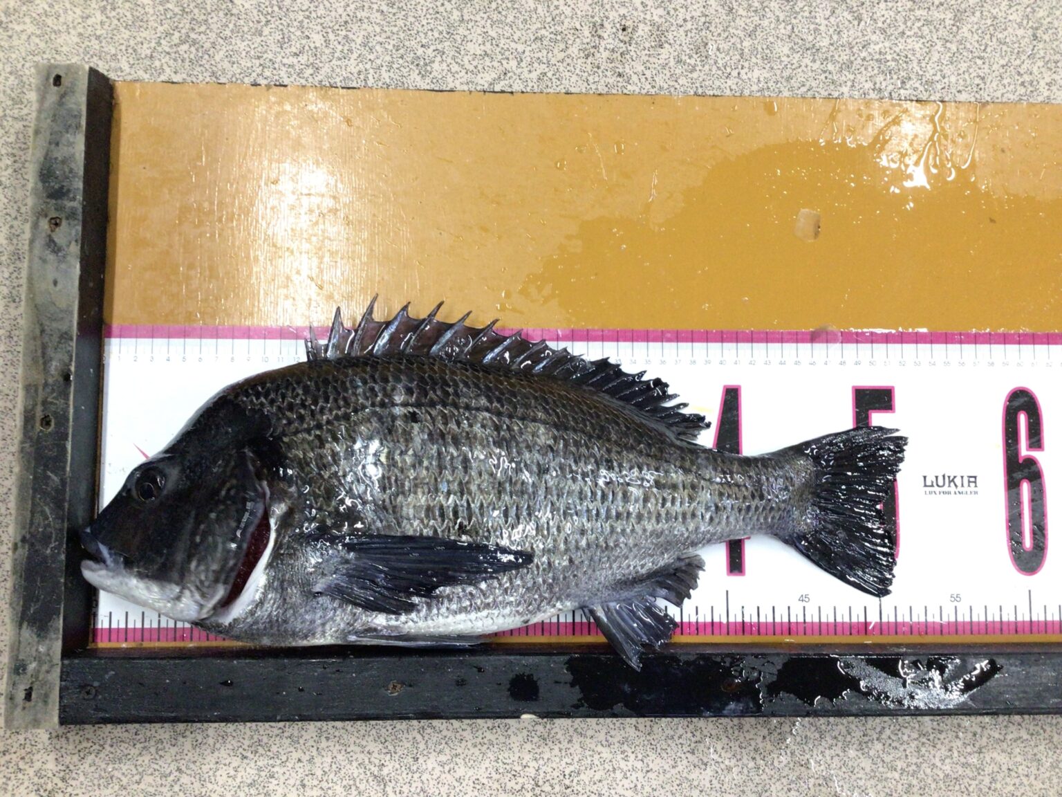 魚のヒレの種類とその役割説明。釣太郎