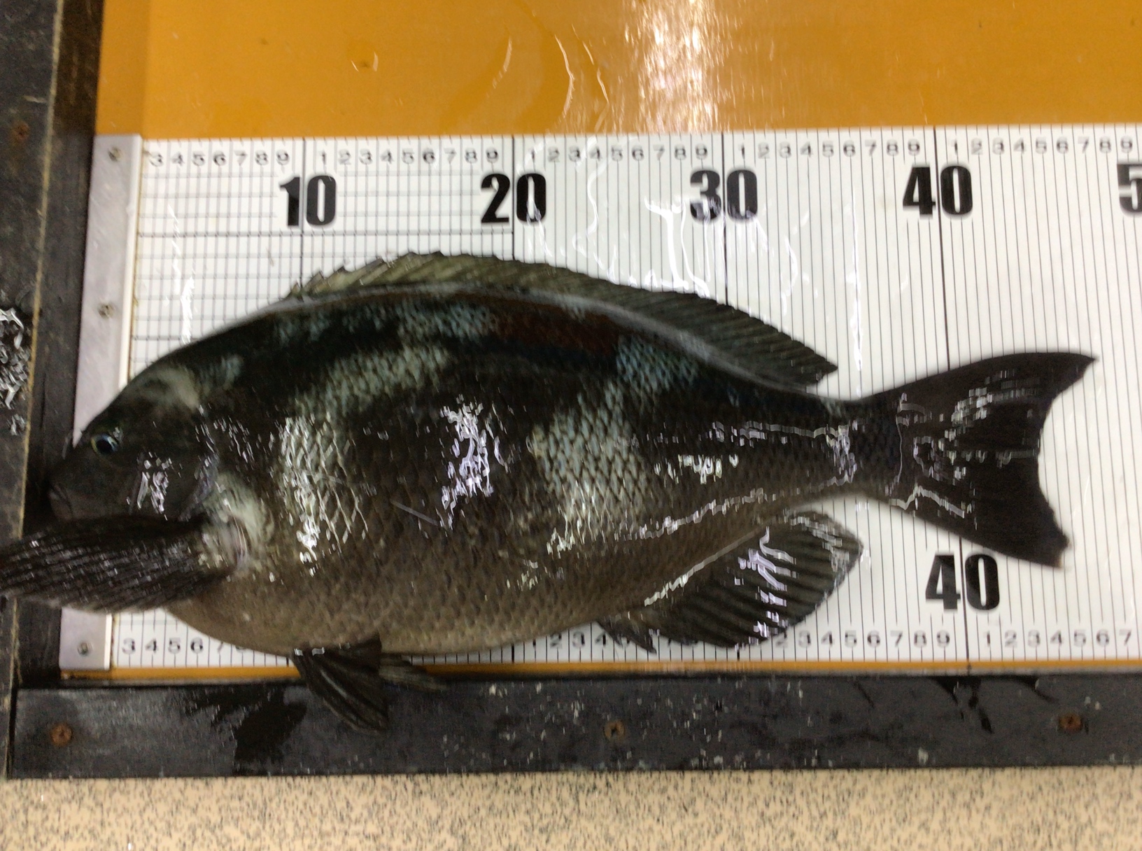 和歌山南紀地方における寒グレ釣りと潮汐の関係。釣太郎