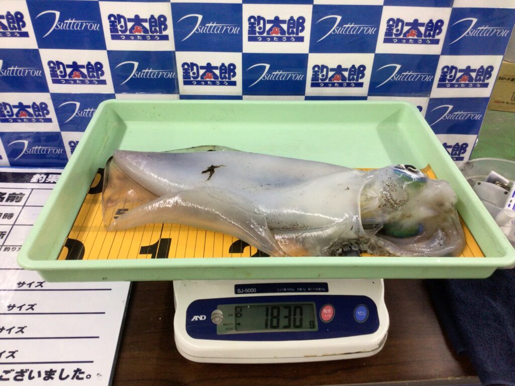 南紀地方の3月のアオリイカ釣果実績解説。釣太郎