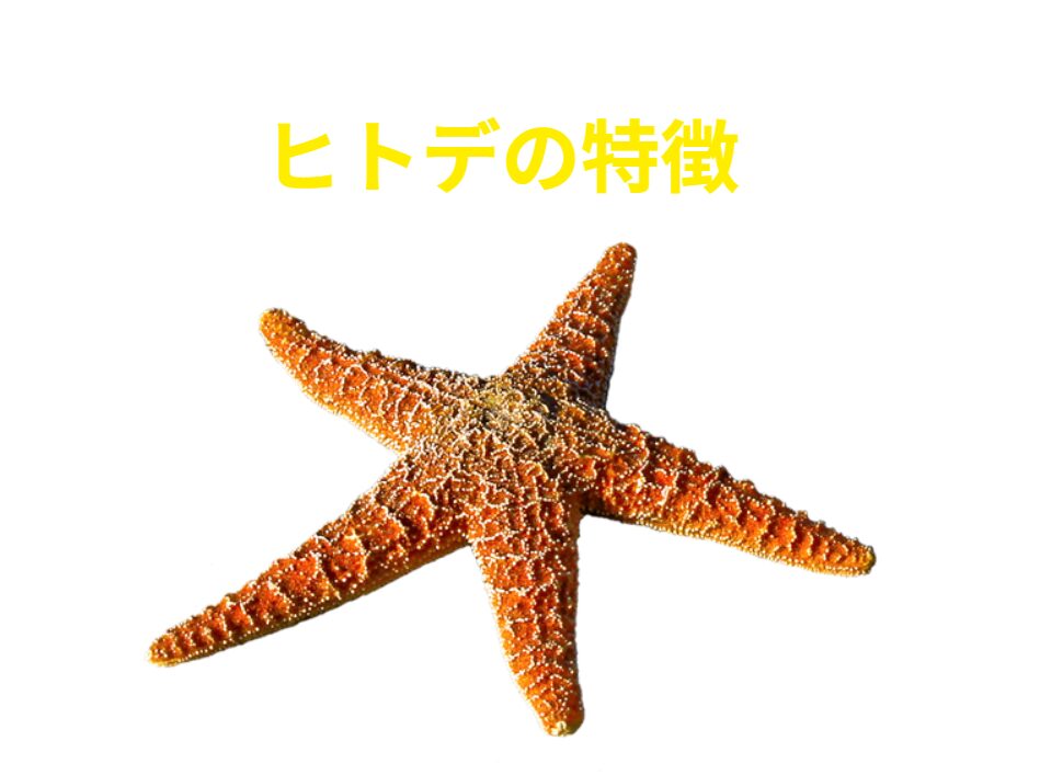 ヒトデの特徴紹介。日本には約180種のヒトデが生息しているとされています。釣太郎