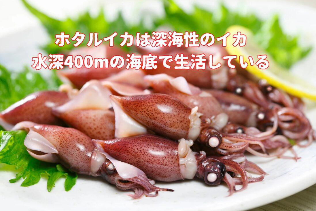ホタルイカは、基本的に深海性のイカで、通常は水深200~600mの海底で生活しています。釣太郎