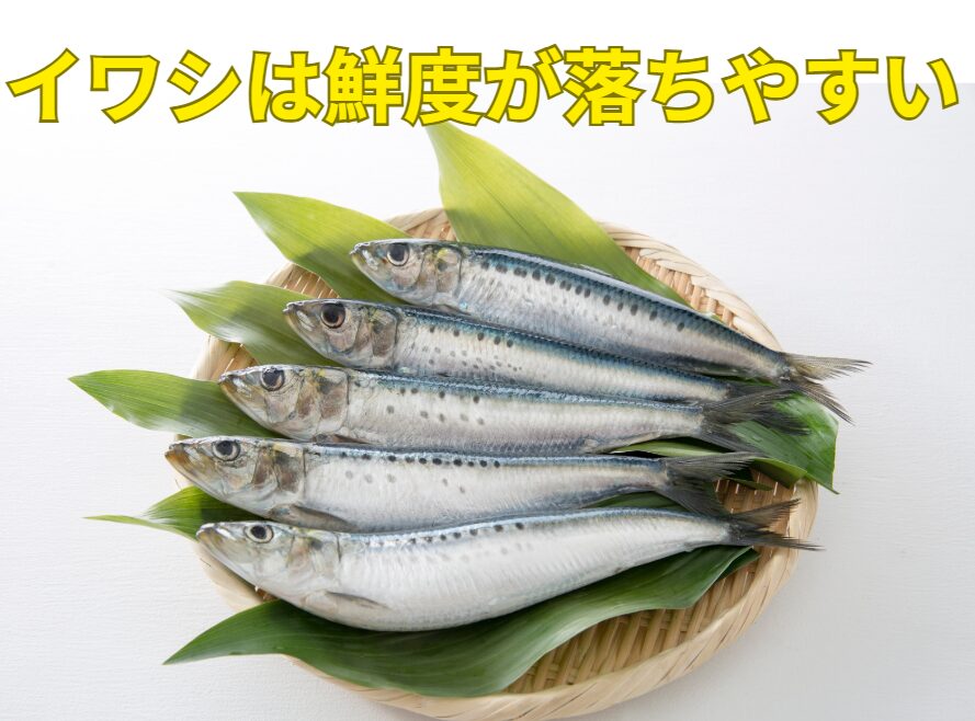 イワシが鮮度劣化が早い理由は、「皮が薄い」「脂が多い」「身が柔らかい」「血の酸化が早い」「自己消化が速い」 ことにある。釣太郎