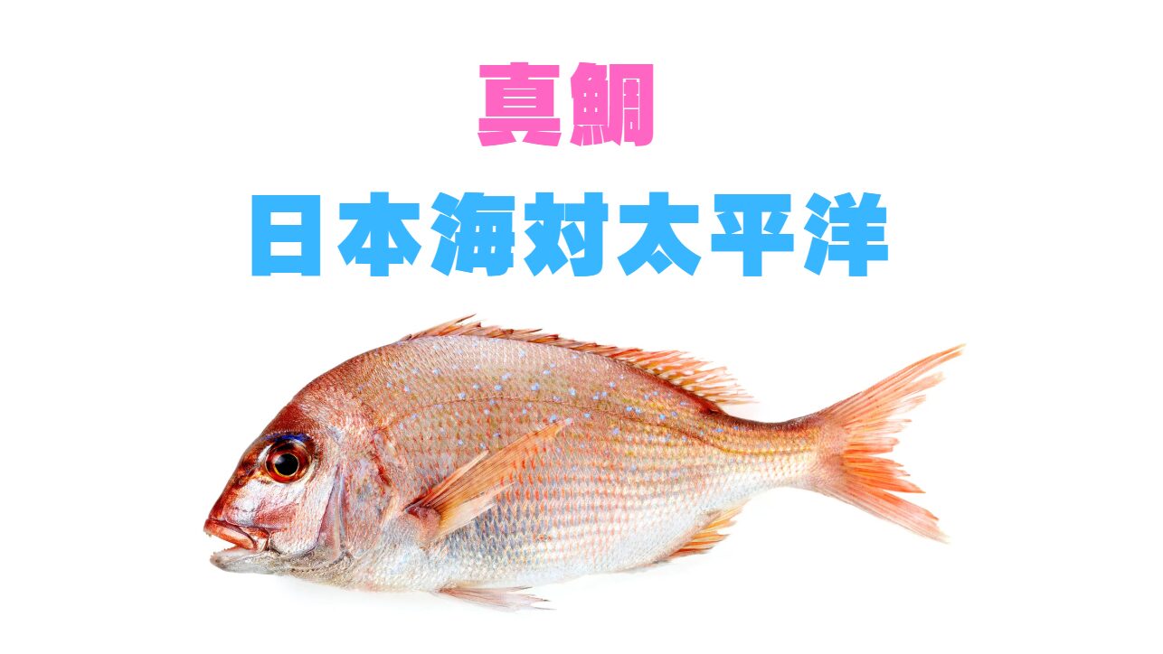 真鯛検証。太平洋と日本海の違い説明。釣太郎