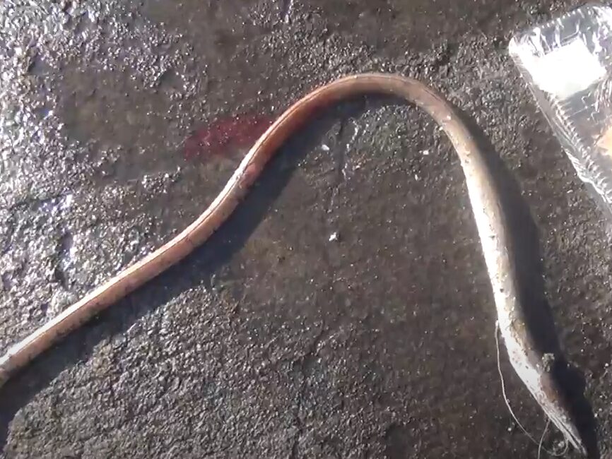 【ダイナンウミヘビとは？】釣れると驚くウミヘビの生態・特徴・釣り方を徹底解説！釣太郎