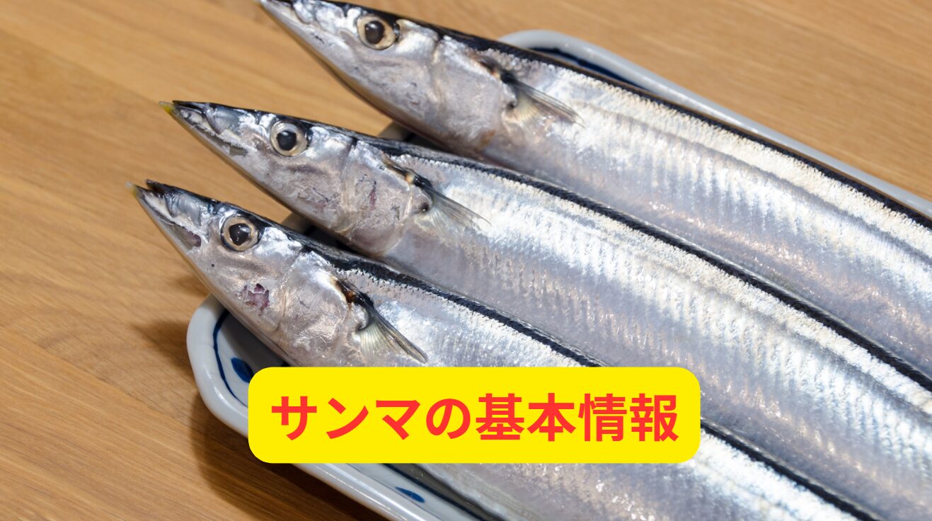 サンマの生態特徴説明。釣太郎