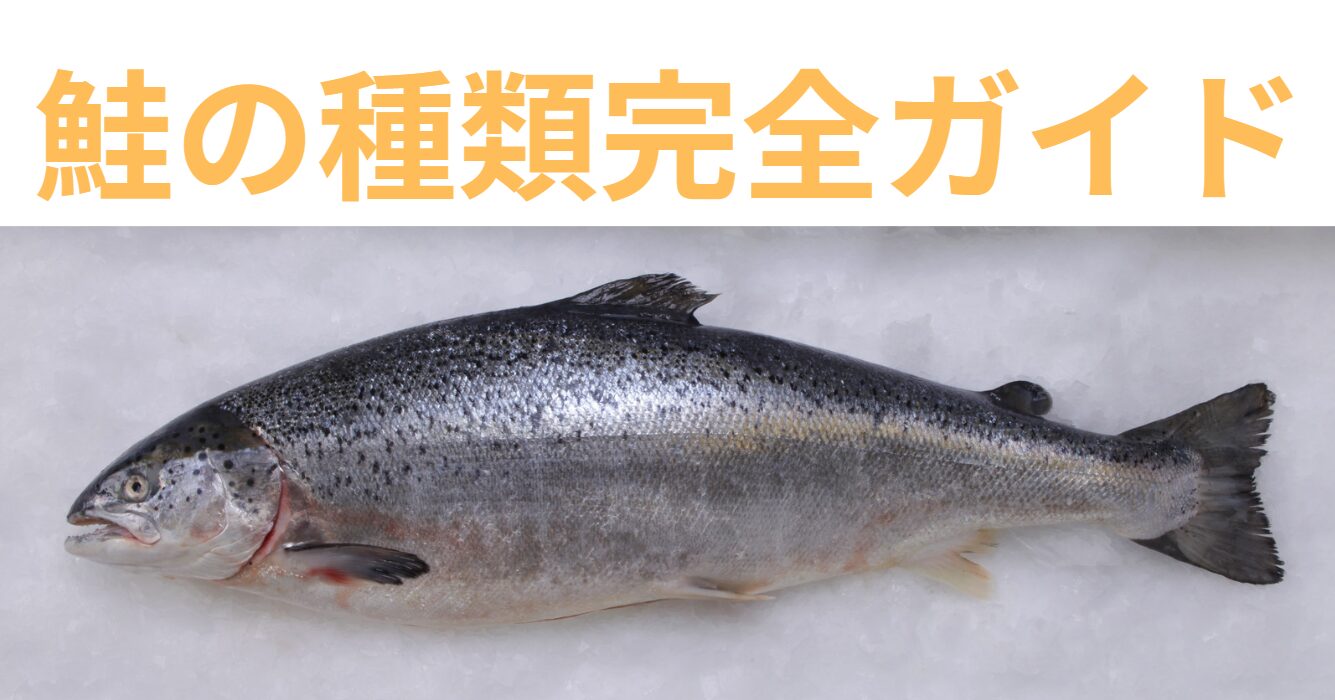 鮭の種類ご説明。釣太郎
