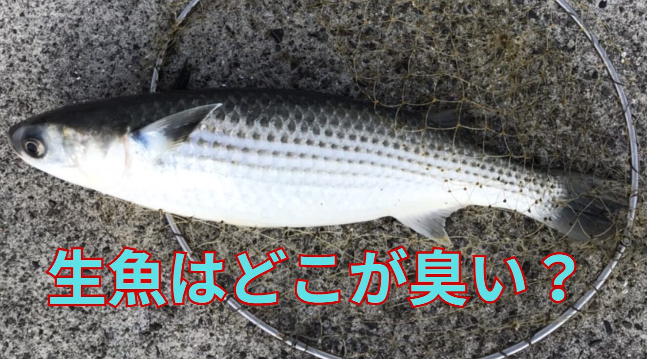 生魚は匂いの原因はうろこ？内臓？血？釣太郎