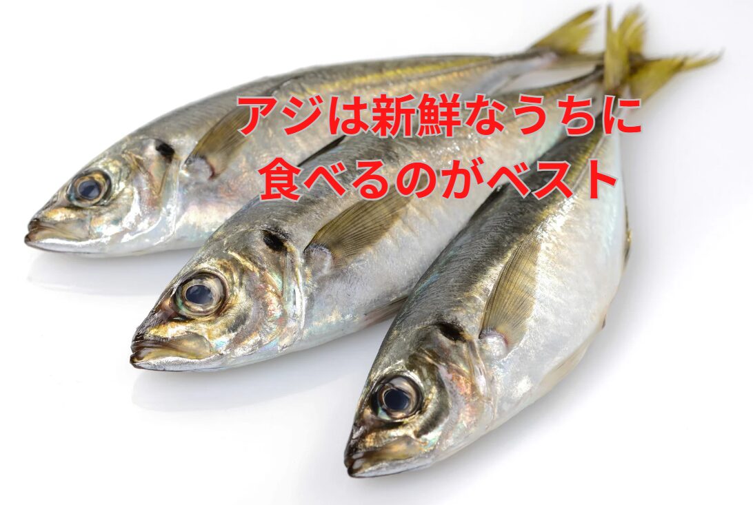 アジは寝かせず、新鮮なうちに食べるのがお勧め。釣太郎