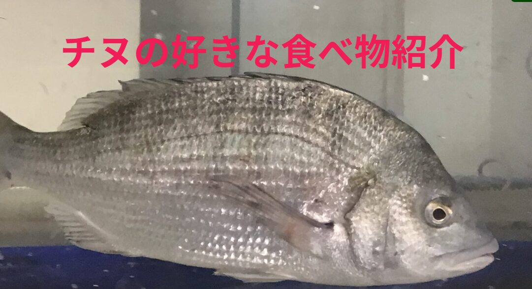 チヌ（クロダイ）の好きな食べ物ベスト10。釣太郎