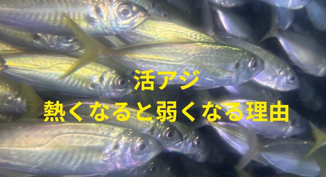 活アジが厚くなると弱く案る理由説明。アオリイカ釣入門。釣太郎