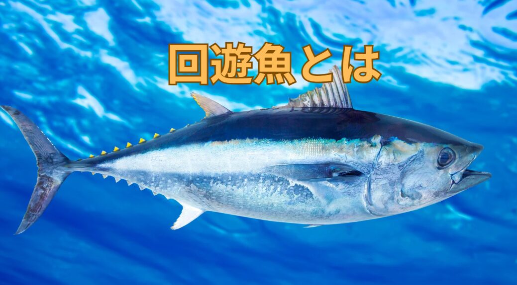 回遊魚の定義とは?釣太郎
