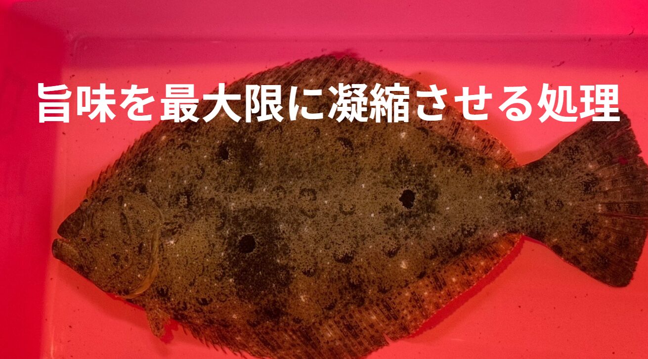 釣ったヒラメの旨味を最大限引き出す手順紹介。釣太郎