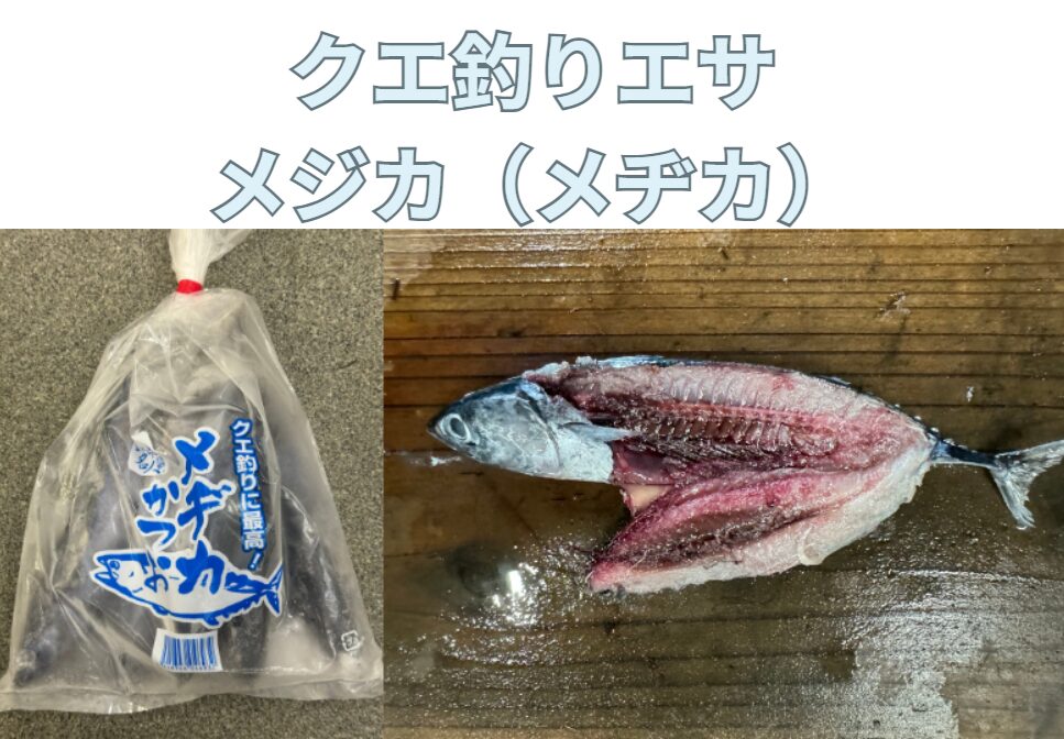 クエ釣り餌として人気が高い理由は、血合いが多く臭いでクエをひきつけるから。釣太郎