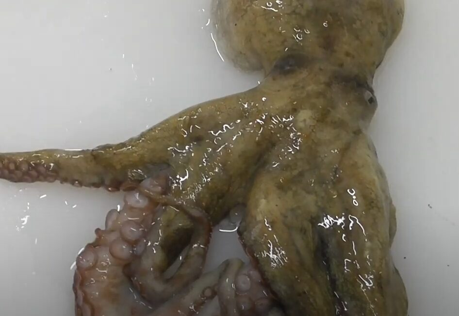 タコは獲物を狙う際に 、道具（貝殻や石）を使うことも 確認されている。釣太郎