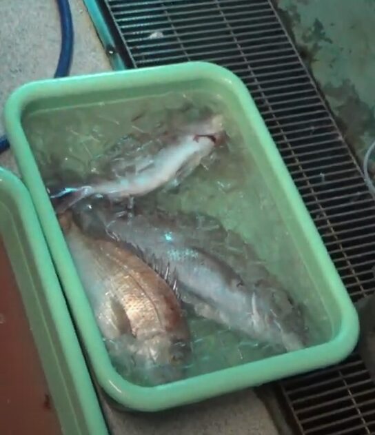 魚は、海水に氷を入れた「氷海水」の方が血抜きに適している！釣太郎