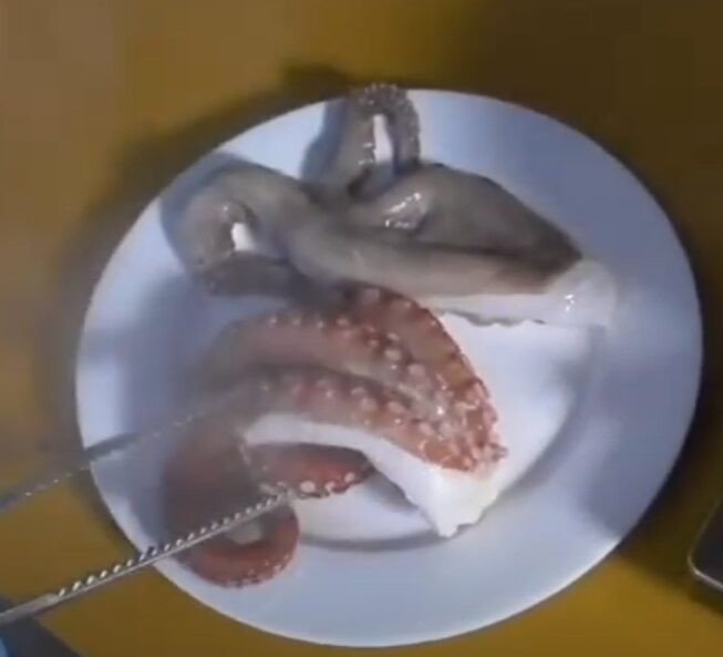 地ダコと輸入タコの決定的な違い。釣太郎