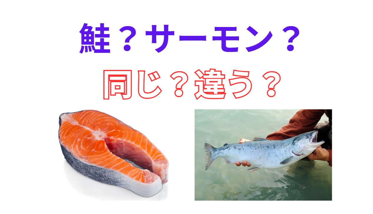 「鮭」=天然のサケ。「サーモン」=養殖のサケ。釣太郎