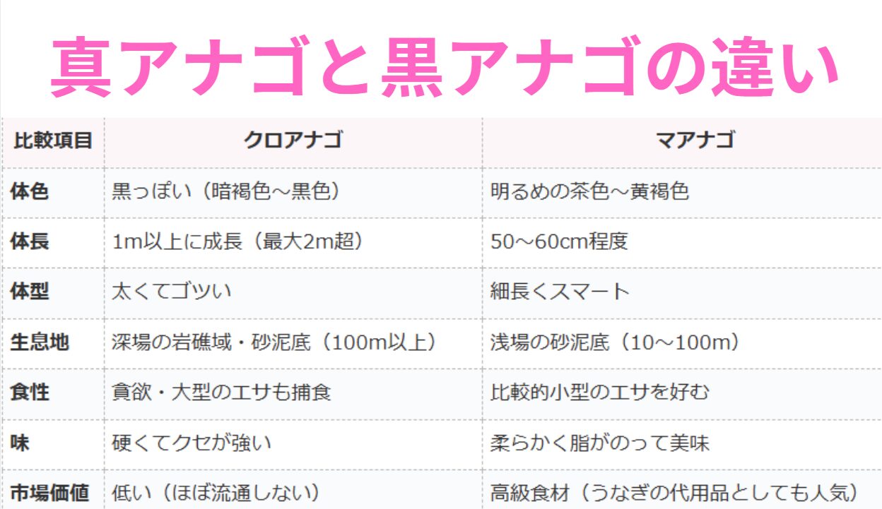 マアナゴとクロアナゴの違い説明。釣太郎