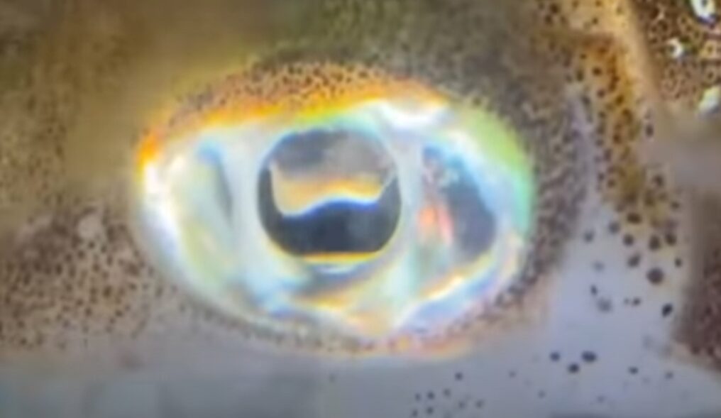 アオリイカは、イカ類の中でも特に視力が発達している。釣太郎