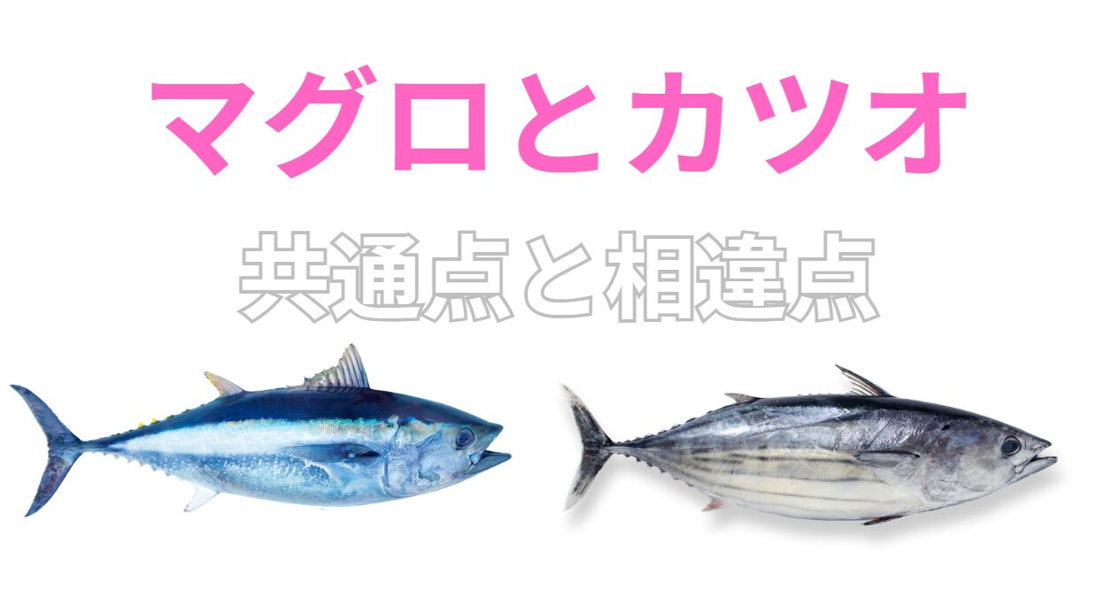 マグロとカツオ。共通点と相違点説明。釣太郎