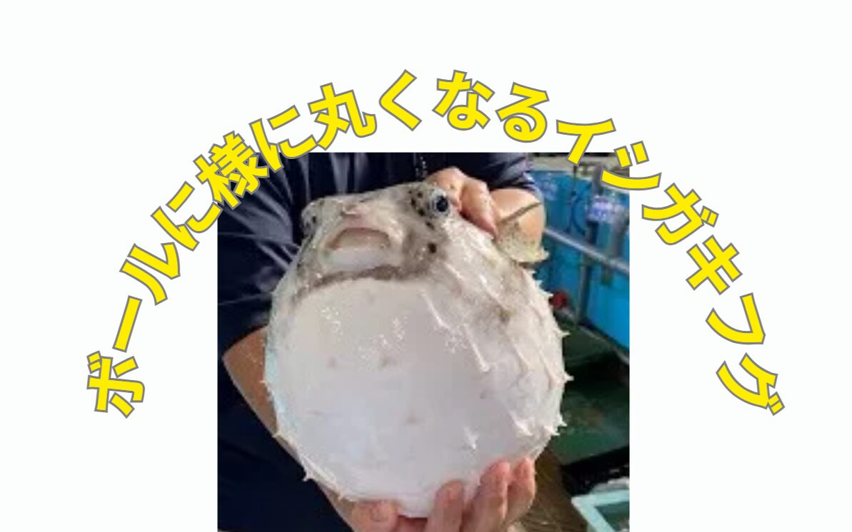 球体化したイシガキフグ 。見た目はほぼ「白い球」。釣太郎