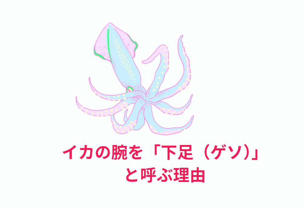 イカの「足」は「腕（うで）」であり、「下足」という表現は生物学的には正しくない 。釣太郎