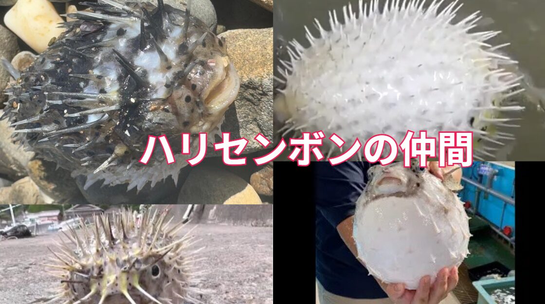 ハリセンボンとイシガキフグの違い、見分け方説明。釣太郎