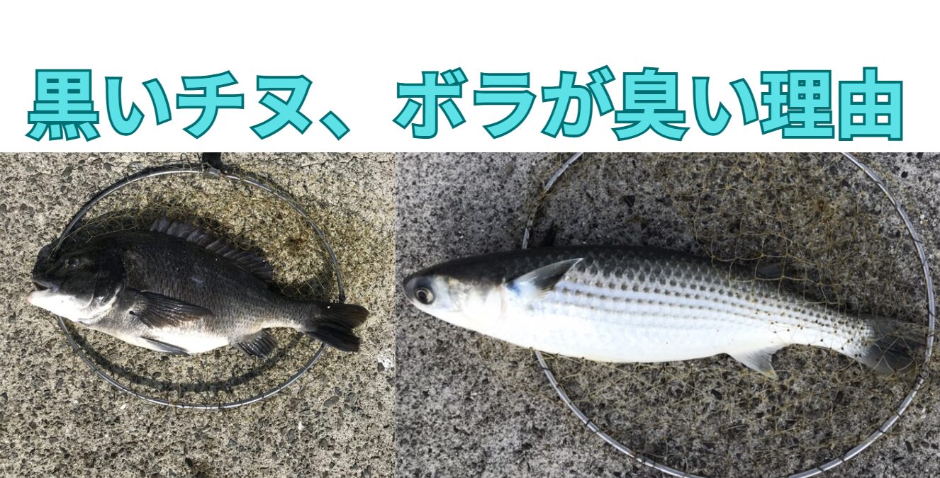 ボラとチヌは、成長段階や環境によって体色が変化します。釣太郎