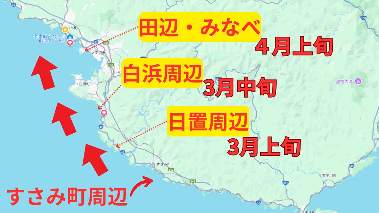 冬の南紀地方のアオリイカは、水温上昇と共に北上する。釣太郎