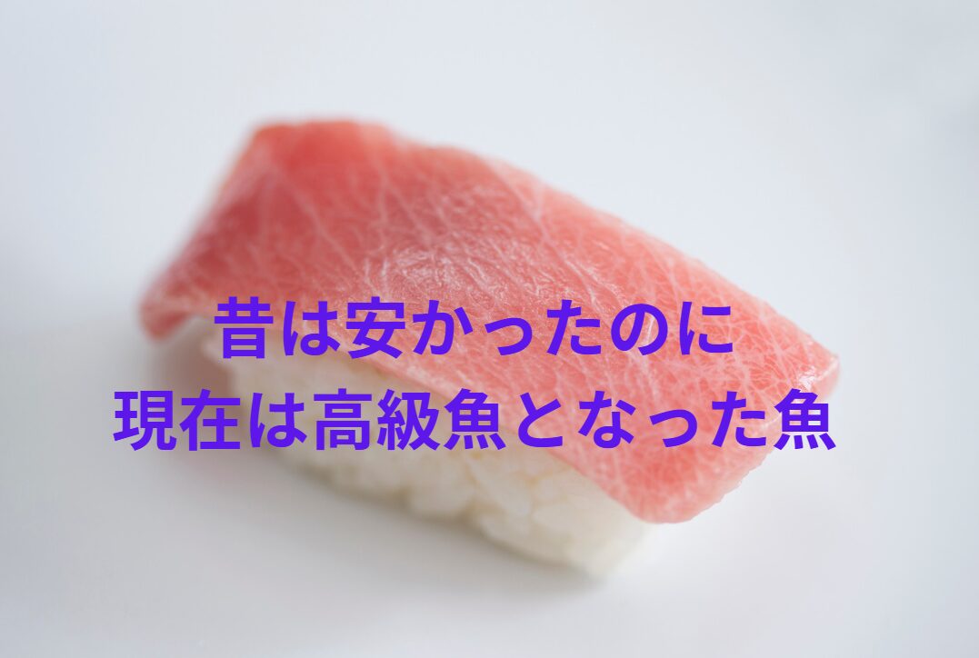 昔は安かったのに、今は高級魚になった魚。釣太郎
