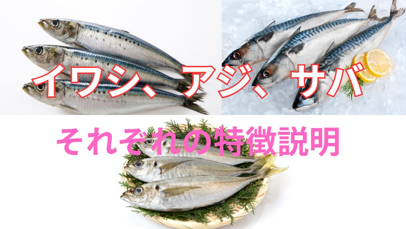 イワシ・アジ・サバの違いを徹底比較!釣太郎