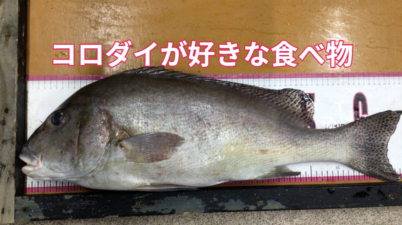コロダイが好きなエサベスト10。釣太郎