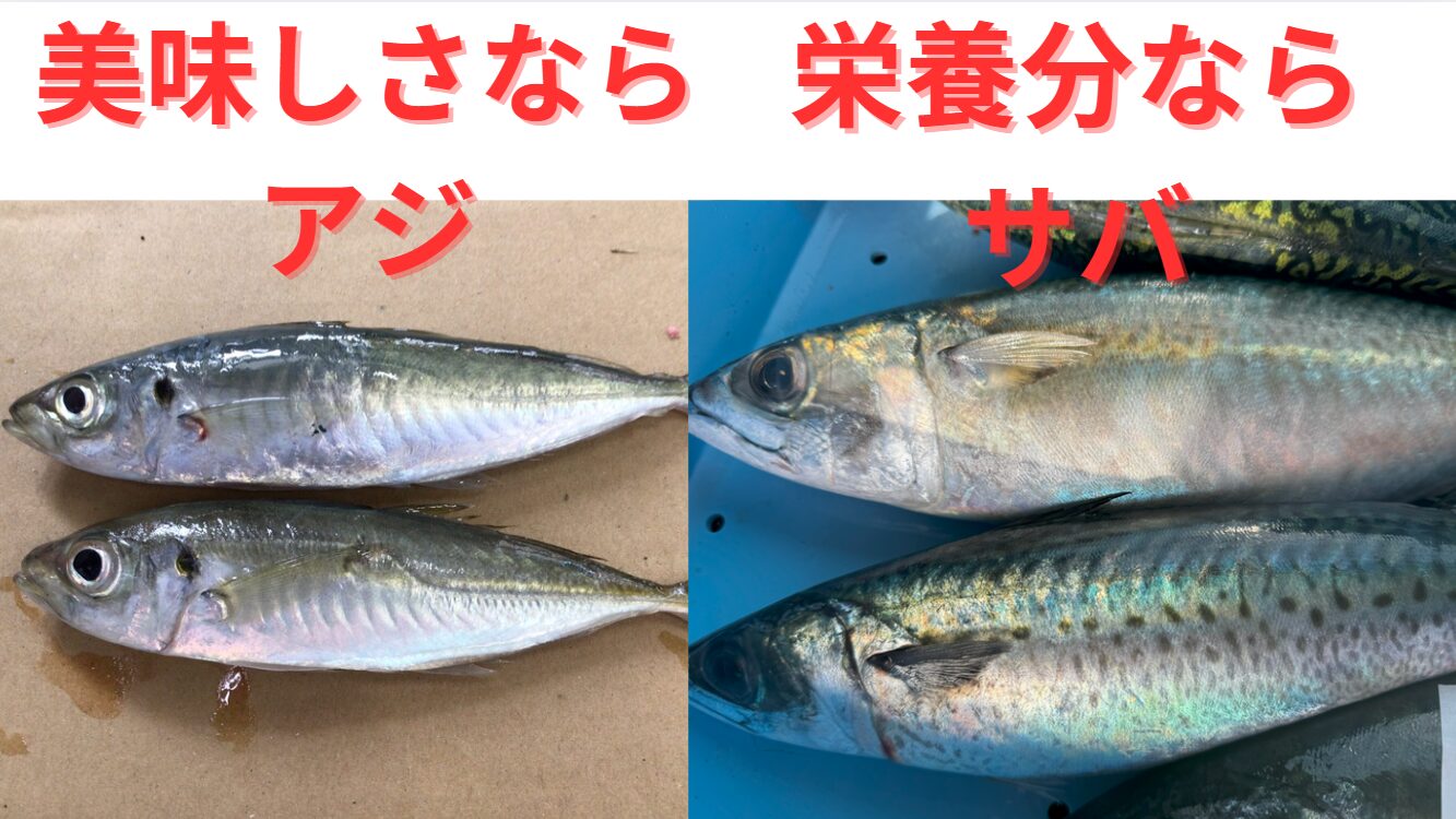 アジとサバ対決。味ならアジ、栄養分優先ならサバ。釣太郎