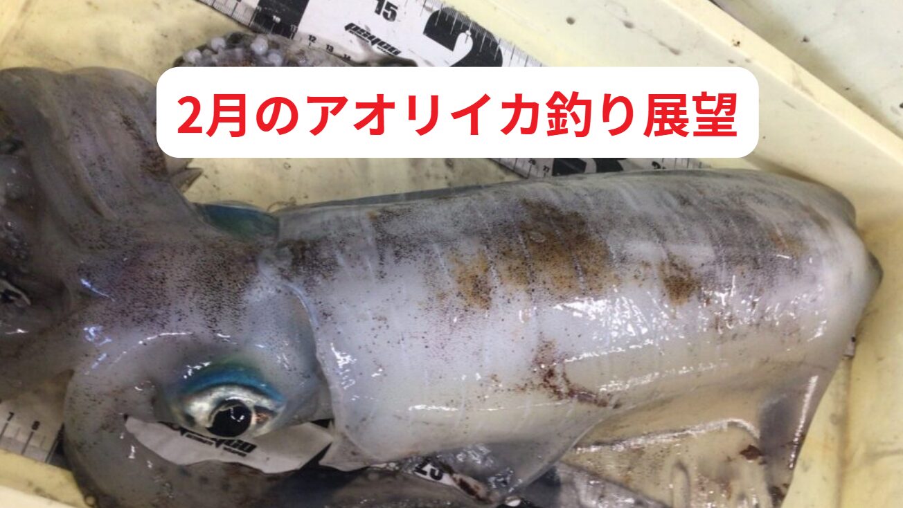 2月和歌山南紀のアオリイカ釣り展望。釣太郎