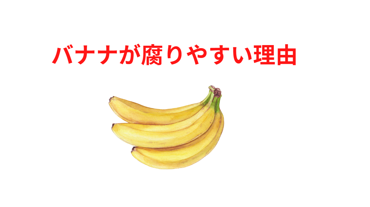 バナナは収穫後、店頭に並ぶまで、数日から2週間程度かかる。釣太郎