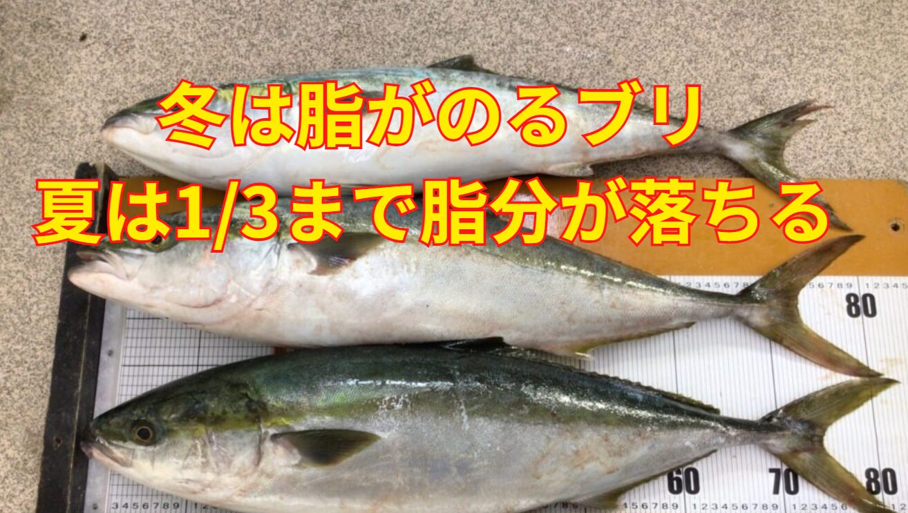 冬のブリは旨いが、夏は脂分が3/1まで落ち、身はパサパサになる。釣太郎