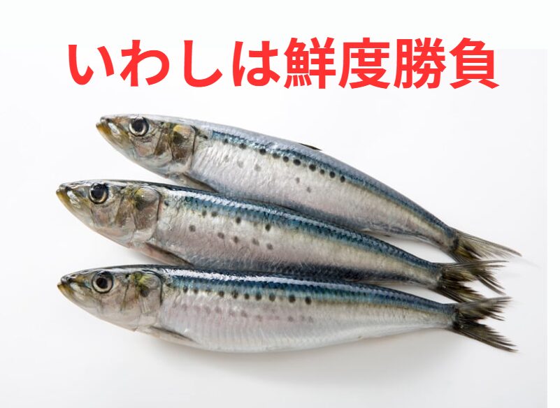 イワシは鮮度勝負。新鮮な時はうまい魚。釣太郎