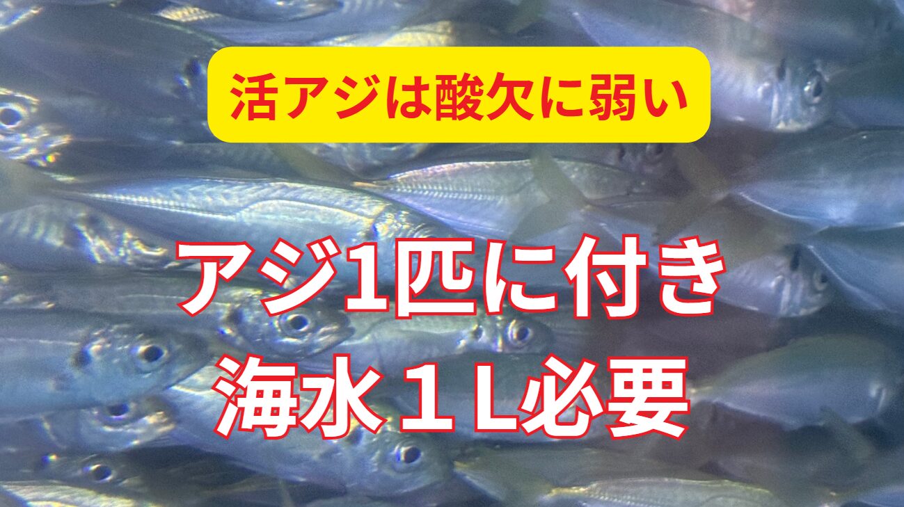 活アジは1匹に付き海水１L必要。酸欠に弱い回遊魚。釣太郎