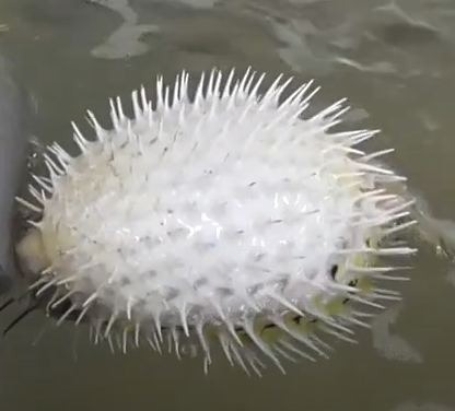 【ハリセンボンとイシガキフグの違い】釣太郎
